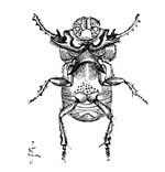 Fig. 20. Onitis furcifer, male,
viewed from beneath.