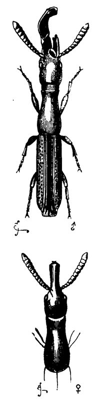 Fig. 9. Taphroderes distortus
(much enlarged). Upper
figure, male; lower figure,
female.