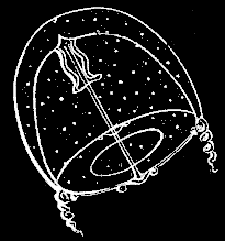 Fig. 65. Young Oceania just escaped from its reproductive calycle; magnified.