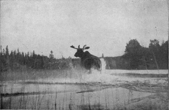 BULL MOOSE IN BLACK POND.

(West Branch Waters.)

Photographed from Life.