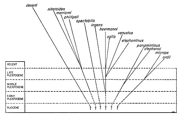 Phylogeny of the Dipodomyines.