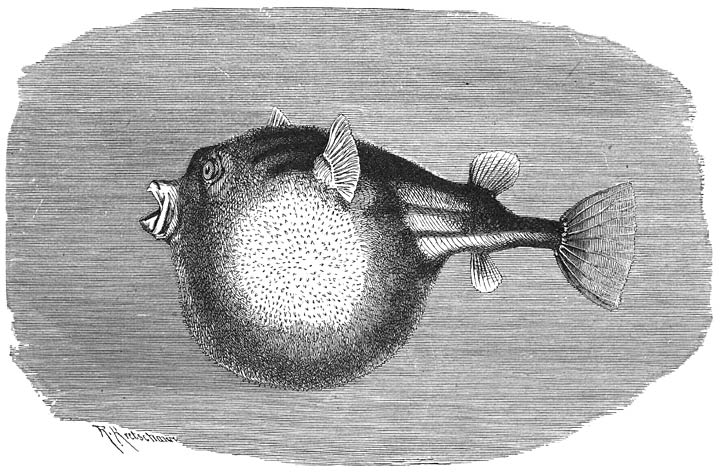 Fahak (Tetrodon fahaka). ⅖ v. d. ware grootte.