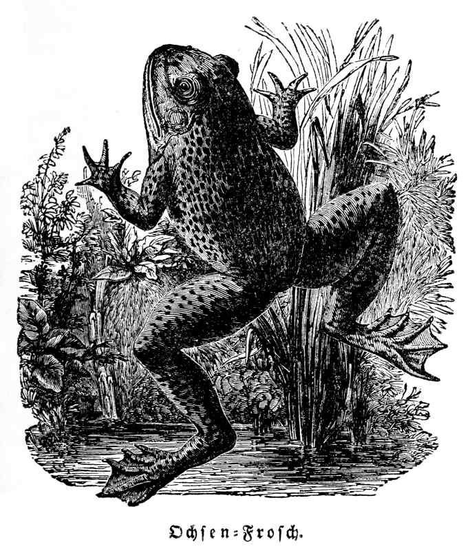 Ochsen-Frosch.