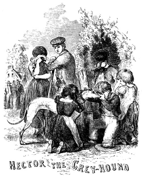 Hector the greyhound