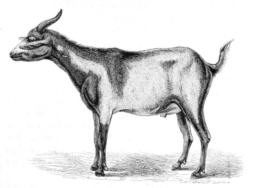 Dinka Goat