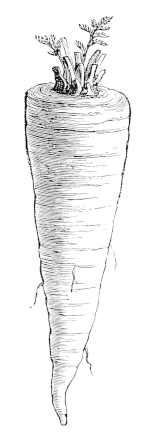 IMPROVED LONG ORANGE