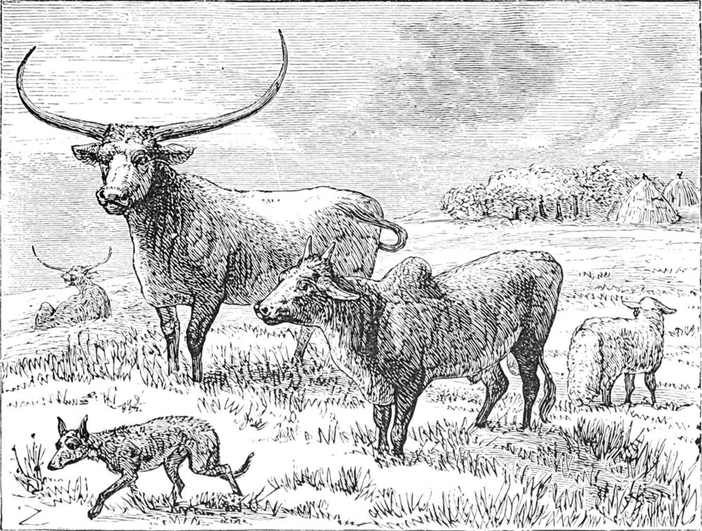 Haustiere aus den
  umliegenden Dörfern