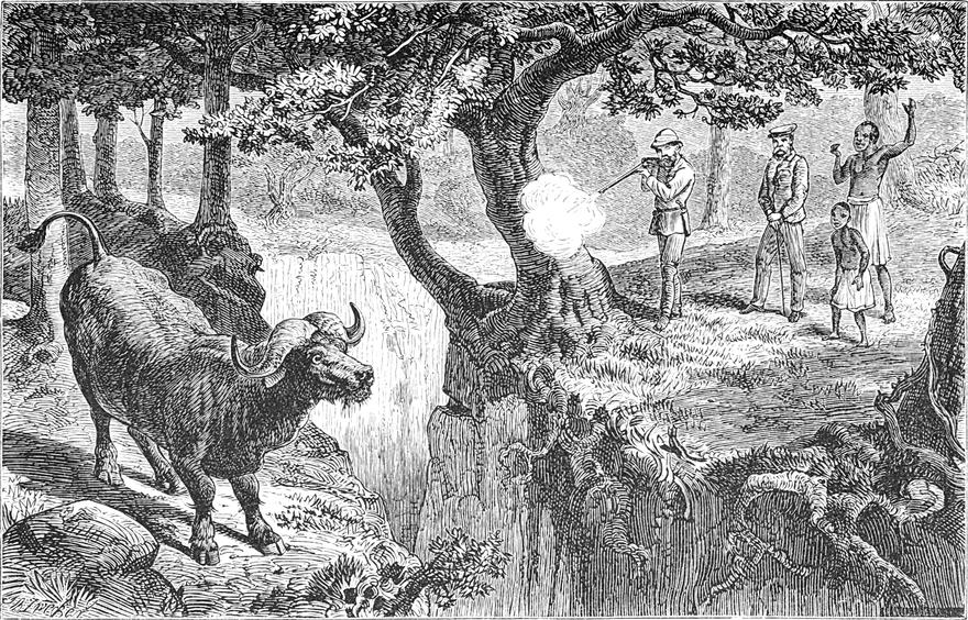 Ein großer Büffel wird
  über eine Schlucht hinweg erschossen