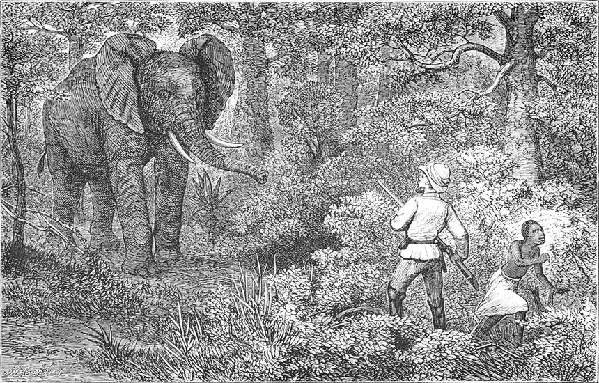 Ein Elefant taucht vor
  dem Verfasser aus dem Wald auf