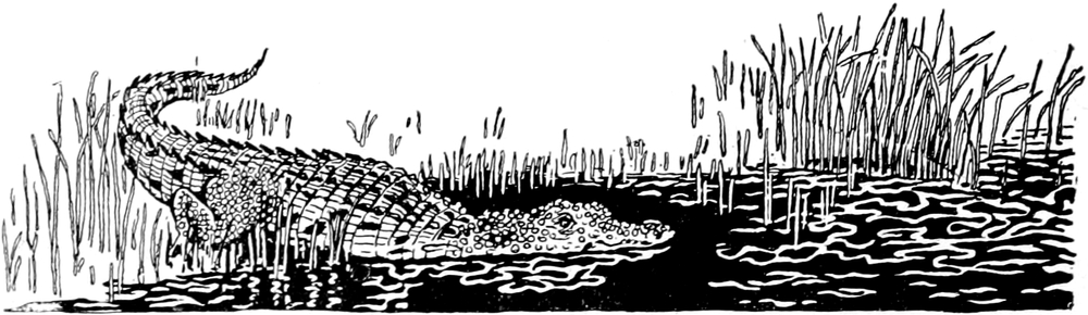 Ein Krokodil gleitet
  ins Wasser