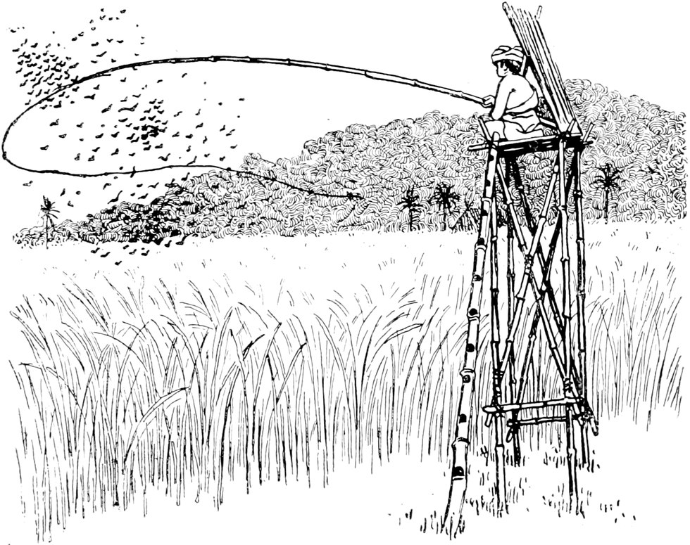 Kopfvignette:
  Angeln im Reisfeld