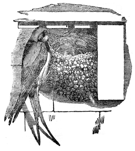 A swallow perched outside its nest.