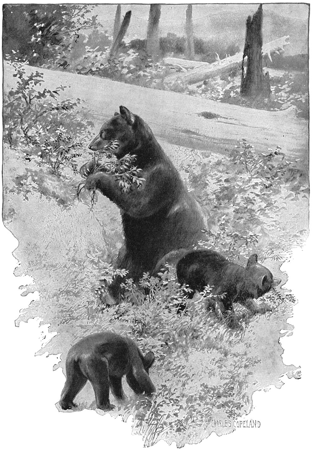 ... waar de berin en haar jongen bezig zijn op hun gulzige, grappige manier boschbessen te plukken ...