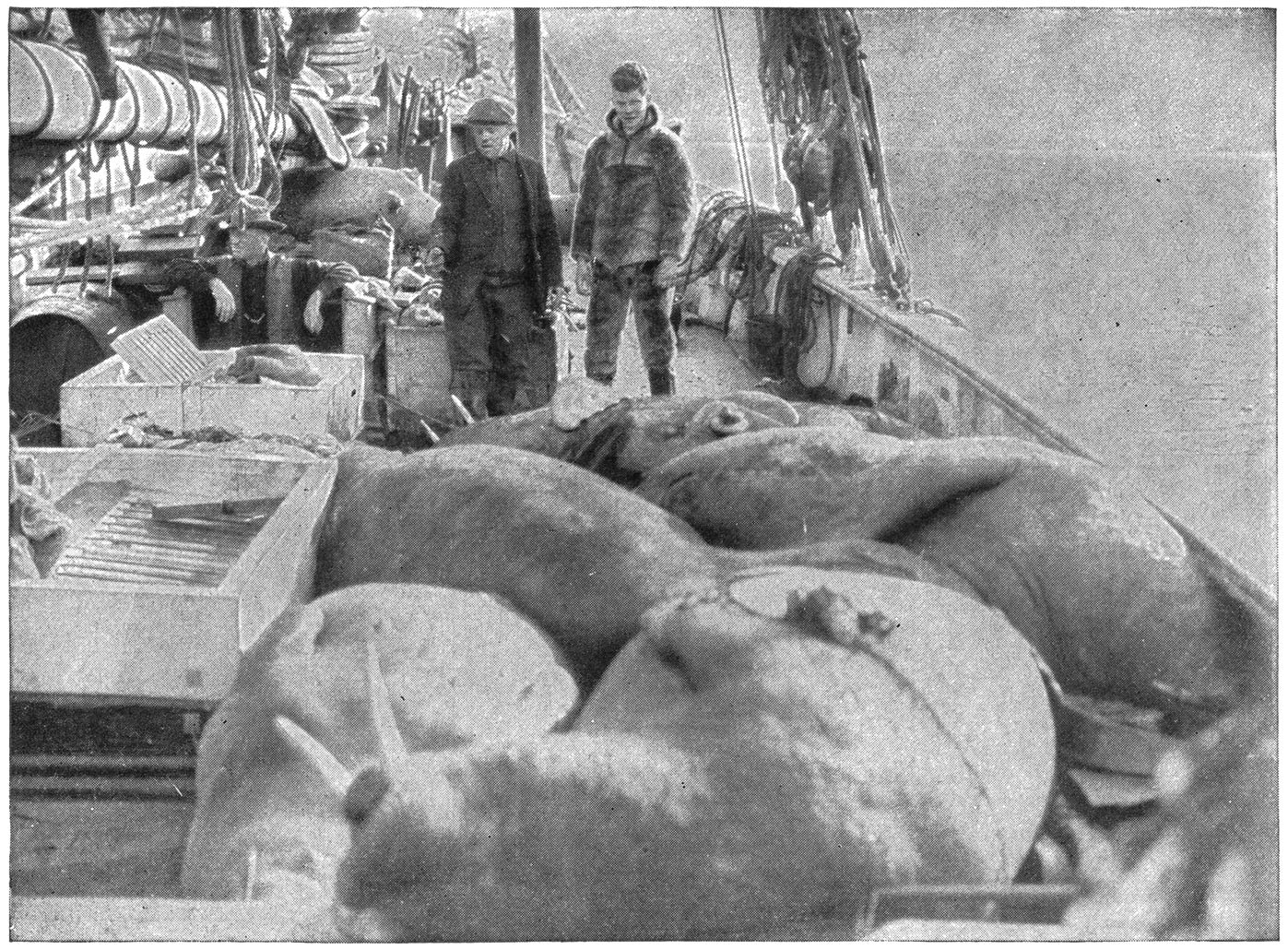 Walrusse op Dek. Die Vleis het die Eskimo’s gekry, die Geraamtes en Velle het na die Museum gegaan